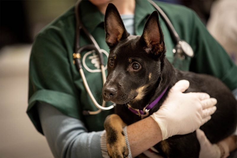 Veterinary Teaching Hospital client