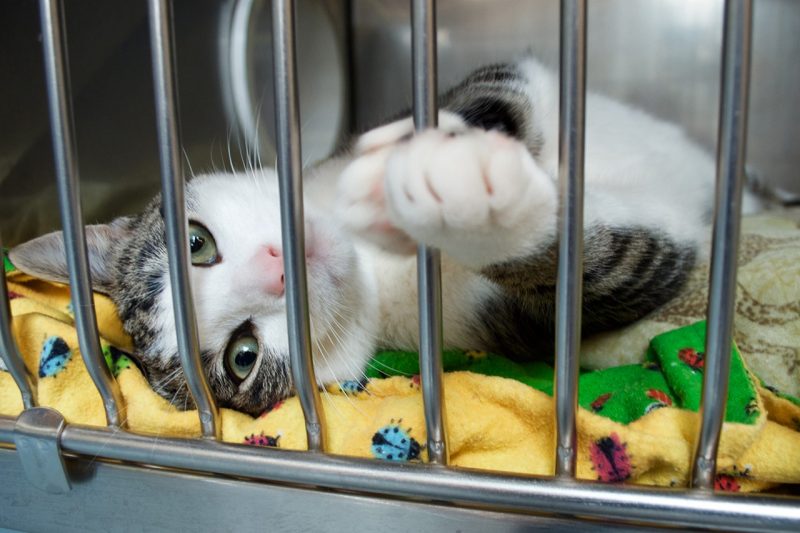 Animal Shelter