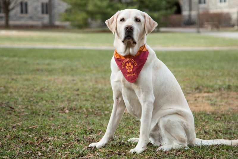 Moose Davis, therapy dog at Cook Counseling Center