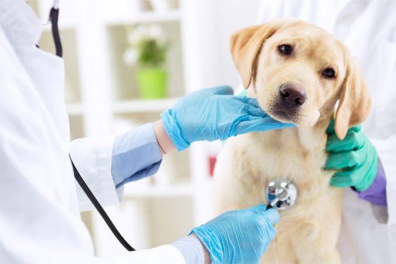 Veterinary health care workers with puppy
