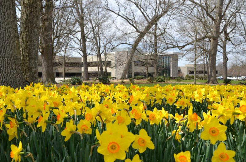 Daffodils in the Grove 